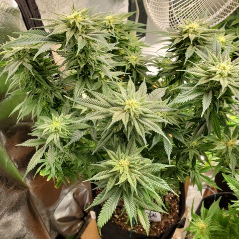 WW3 growlog timeline photo