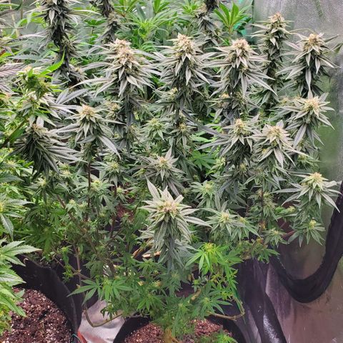 GSC1 growlog timeline photo