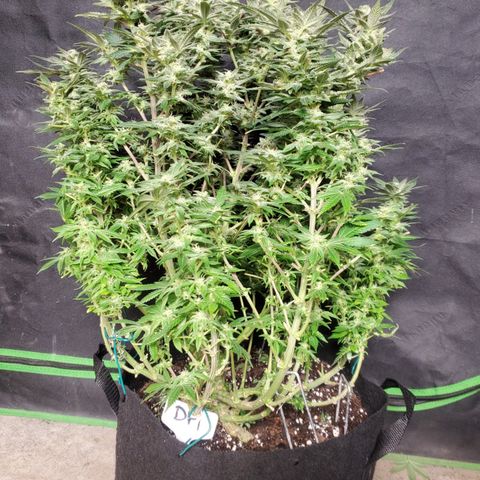 DF1 growlog timeline photo
