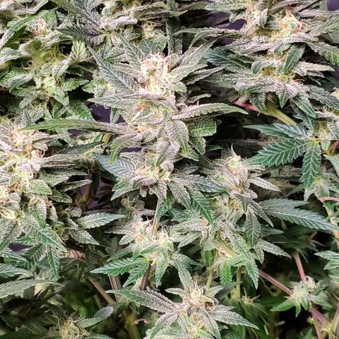 DF1 growlog timeline photo