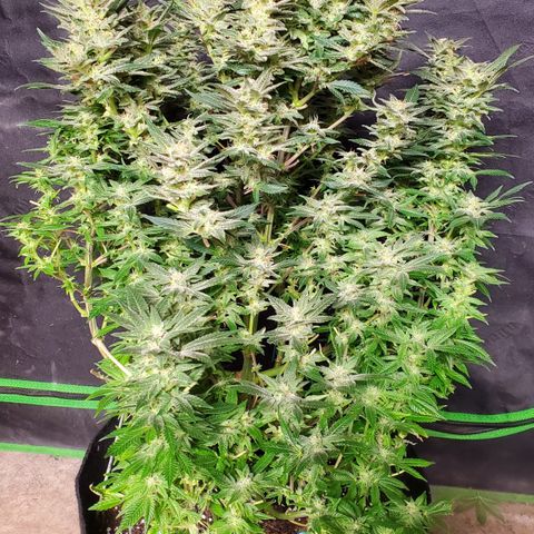 DF1 growlog timeline photo