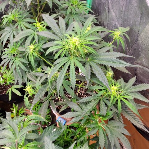 GCAuto2 growlog timeline photo