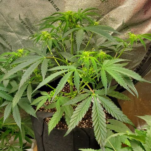 GCAuto2 growlog timeline photo