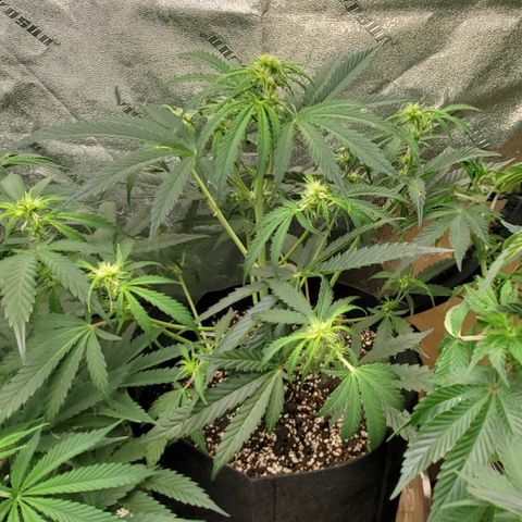 GCAuto2 growlog timeline photo