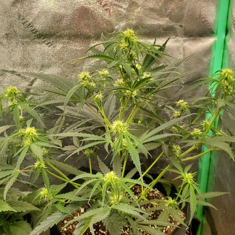GCAuto2 growlog timeline photo