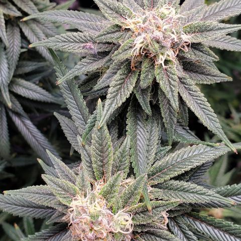GSC1 growlog timeline photo