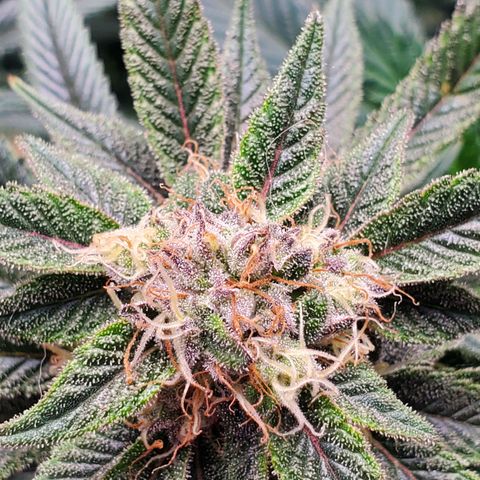 GSC1 growlog timeline photo