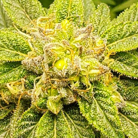 GSC1 growlog timeline photo