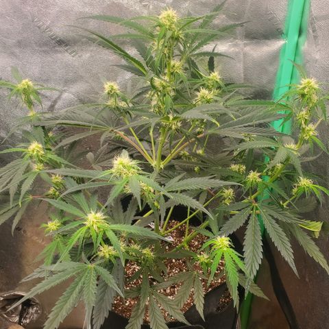 GCAuto2 growlog timeline photo