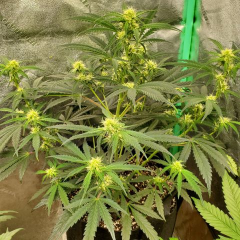 GCAuto2 growlog timeline photo