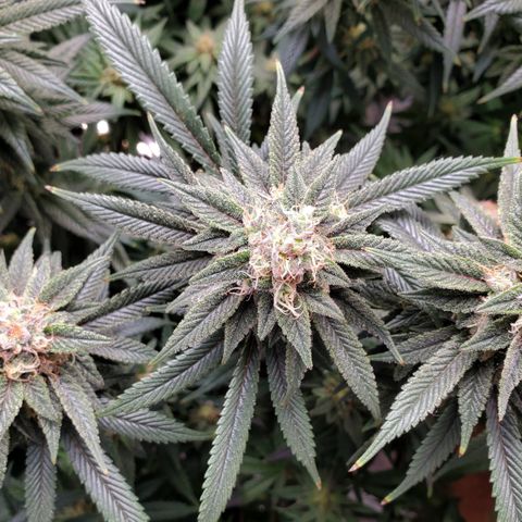 GSC1 growlog timeline photo
