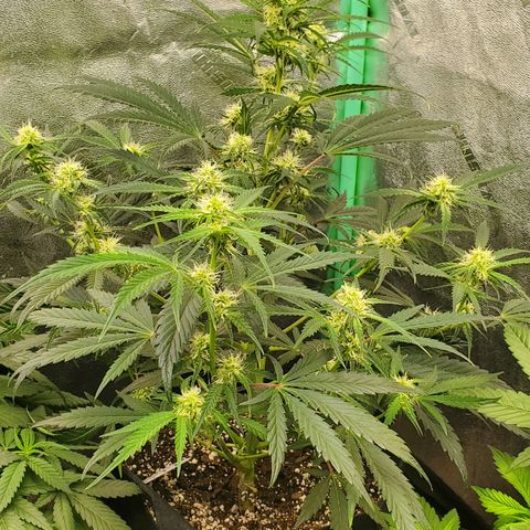 GCAuto2 growlog timeline photo
