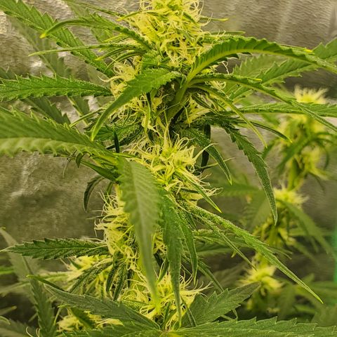 GCAuto2 growlog timeline photo