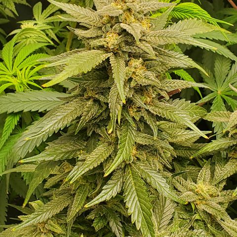 DF2 growlog timeline photo