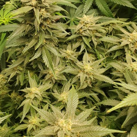 DF2 growlog timeline photo