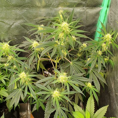 GCAuto2 growlog timeline photo