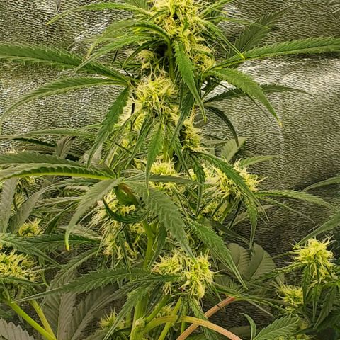GCAuto2 growlog timeline photo