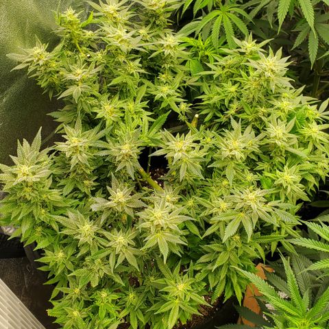 DF1 growlog photo: After harvesting tops.