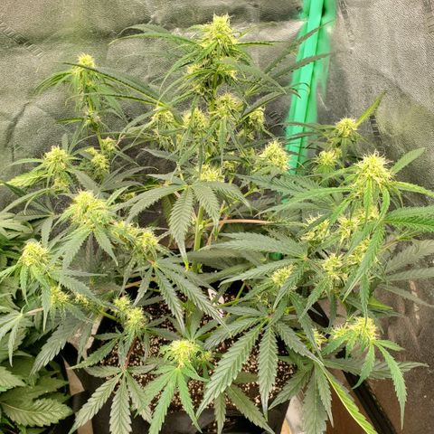 GCAuto2 growlog timeline photo