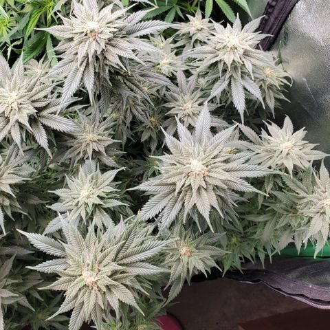 WW3 growlog timeline photo