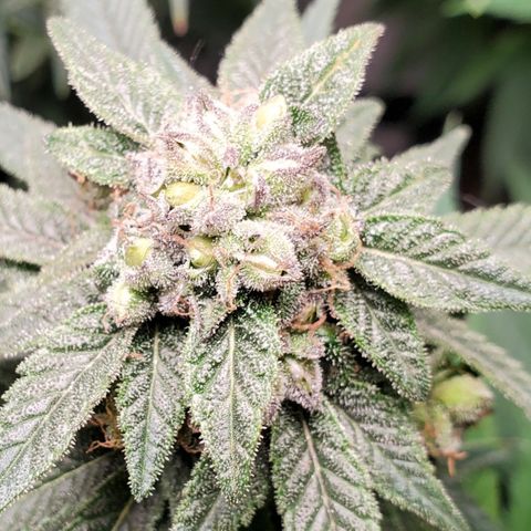 GSC1 growlog timeline photo