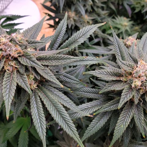 GSC1 growlog timeline photo