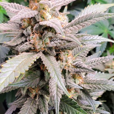 DF2 growlog timeline photo