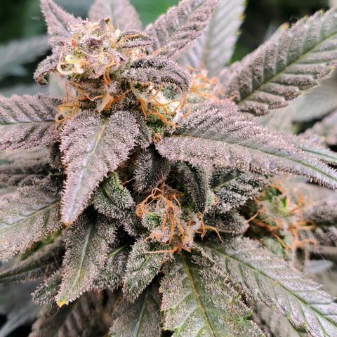 DF2 growlog timeline photo