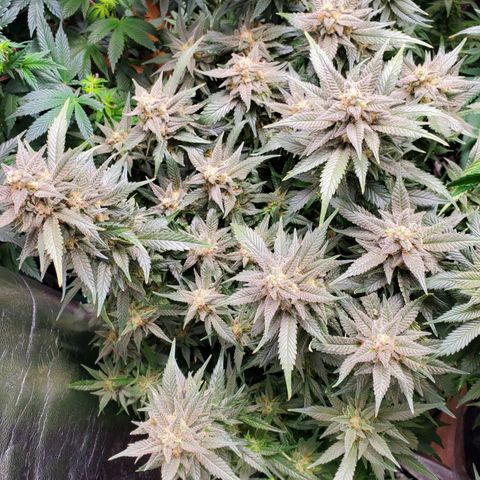 DF2 growlog timeline photo