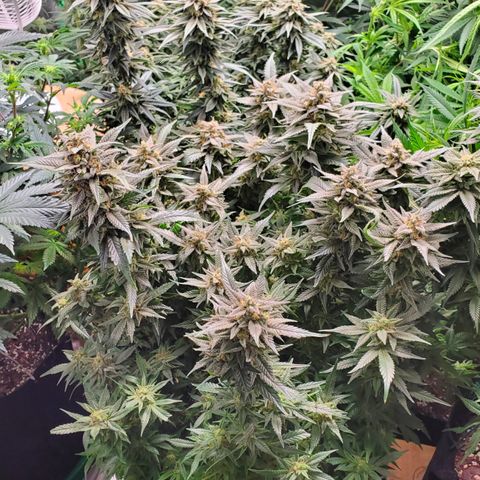 DF2 growlog timeline photo