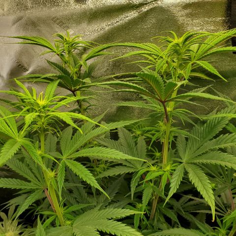 SCS1 growlog timeline photo