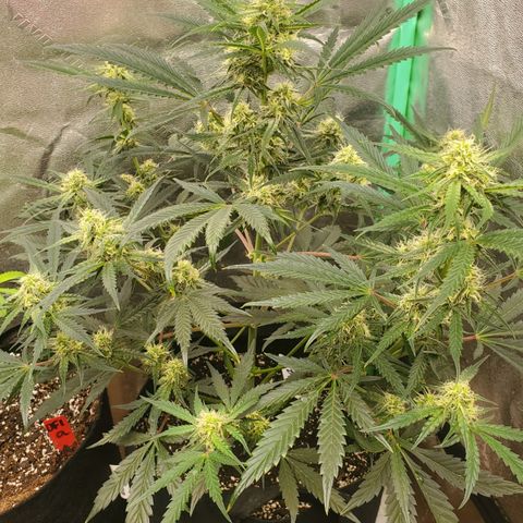 GCAuto2 growlog timeline photo