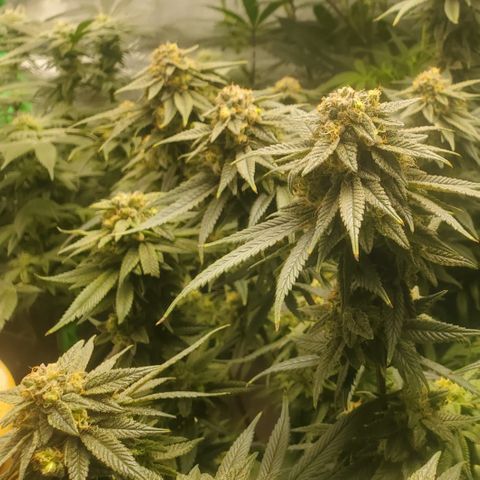 GSC1 growlog timeline photo