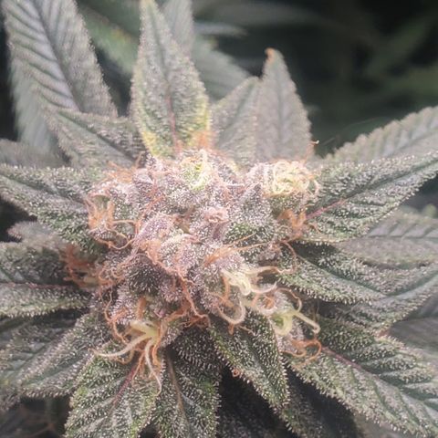 GSC1 growlog timeline photo