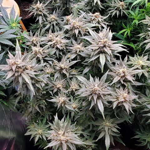 DF2 growlog timeline photo