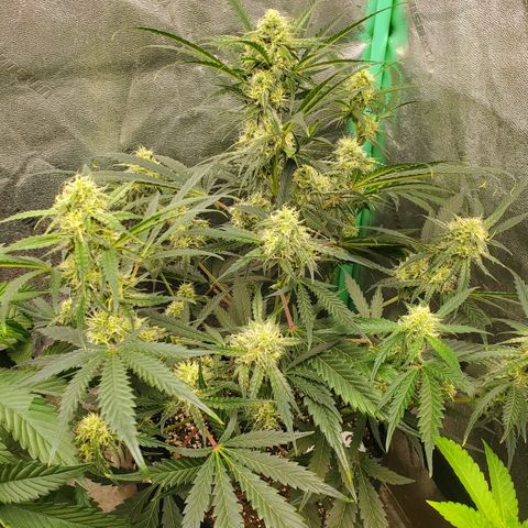 GCAuto2 growlog timeline photo
