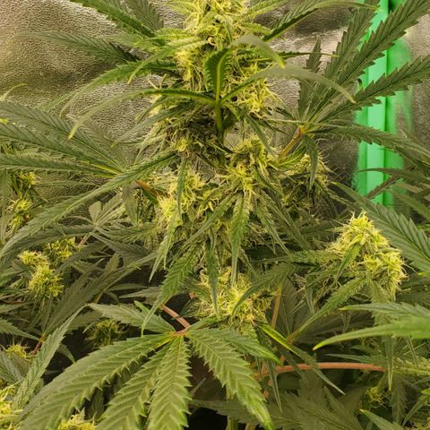 GCAuto2 growlog timeline photo