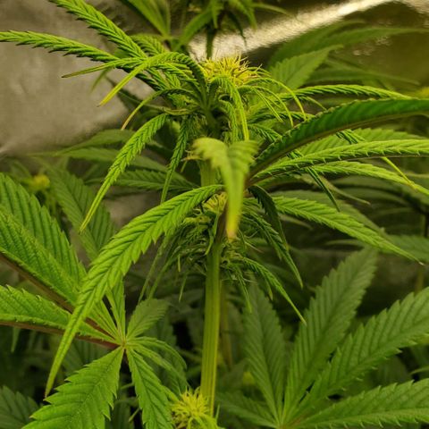 SCS1 growlog timeline photo