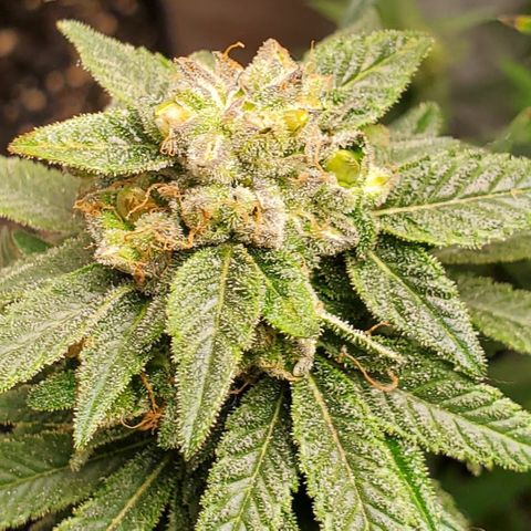 GSC1 growlog timeline photo