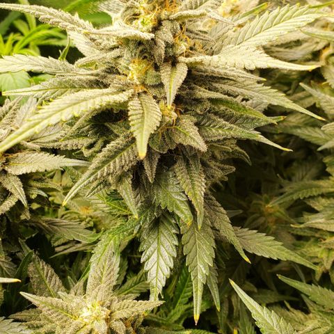 DF2 growlog timeline photo