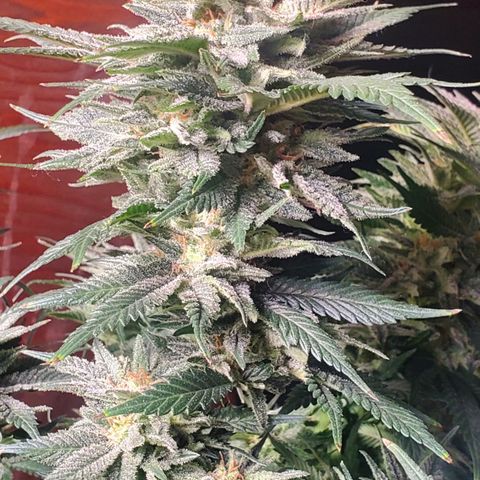 WW3 growlog timeline photo