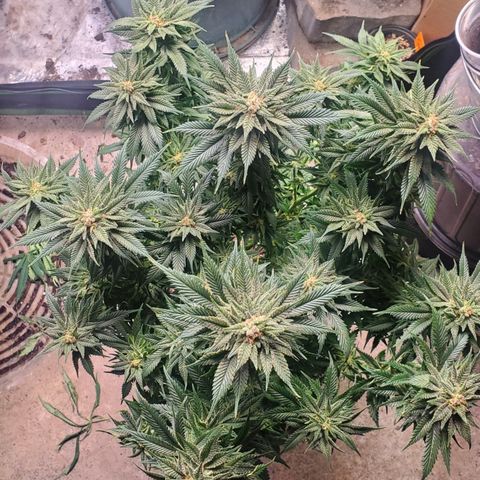 WW3 growlog timeline photo