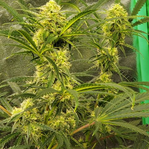 GCAuto2 growlog timeline photo
