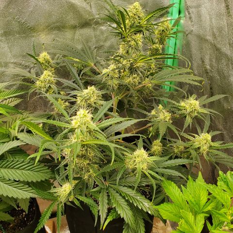 GCAuto2 growlog timeline photo