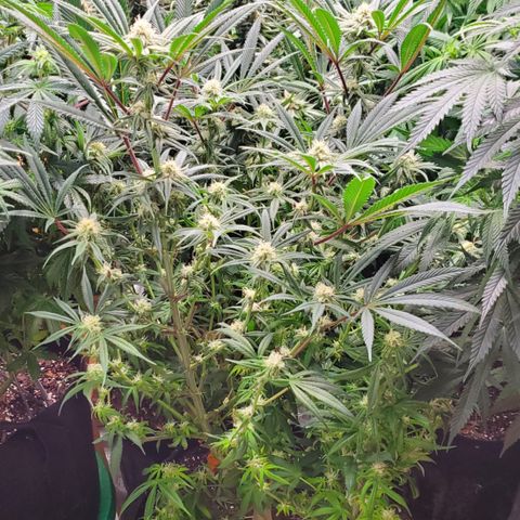 COS1 growlog timeline photo