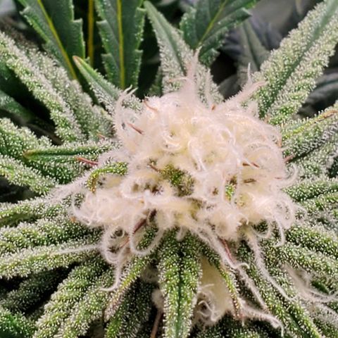 COS1 growlog timeline photo