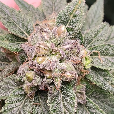 GSC1 growlog timeline photo