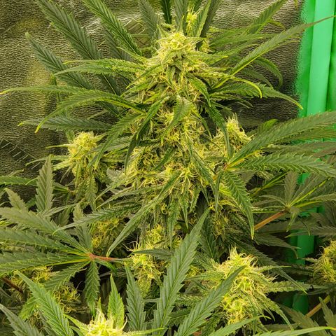GCAuto2 growlog timeline photo