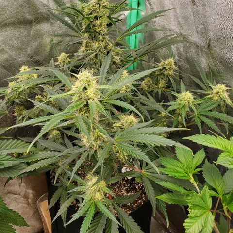GCAuto2 growlog timeline photo