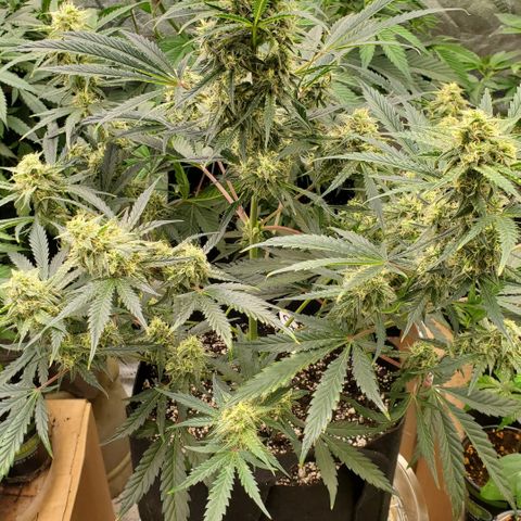 GCAuto2 growlog timeline photo